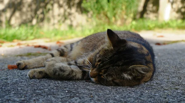 这只猫睡在农场花园附近的沥青路面上 — 图库照片