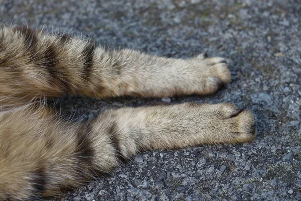 Cat Sleeps Asphalt Garden Farm — Stock Photo, Image