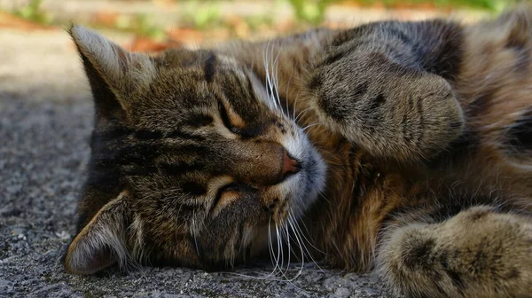 Katten Sover Asfalten Nära Trädgården Gården — Stockfoto