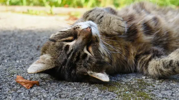 Katten Sover Asfalten Nära Trädgården Gården — Stockfoto