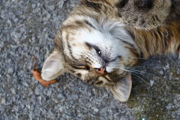 Katten Sover Asfalten Nära Trädgården Gården — Stockfoto