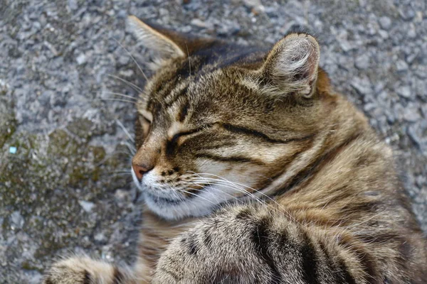 Кіт Спить Асфальті Біля Саду Фермі — стокове фото