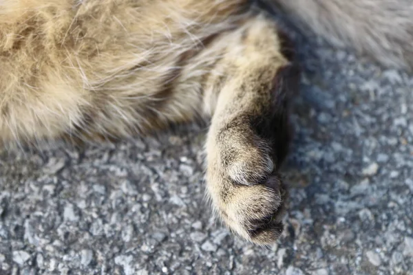 Die Katze Schläft Auf Dem Asphalt Neben Dem Garten Auf — Stockfoto