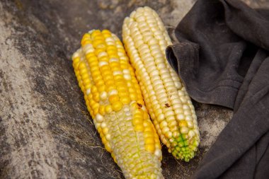 Ağustosta bahçeden sarı çiğ mısır tohumları