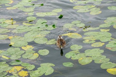Su üzerindeki vahşi ördekler, nilüferler ve yeşil nilüferler.