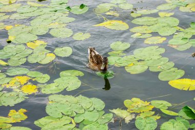 Su üzerindeki vahşi ördekler, nilüferler ve yeşil nilüferler.