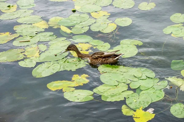 Wild Ducks Water Water Lilies Green Water Lilies — Stock Photo, Image