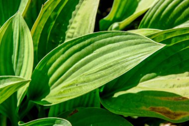 Parktaki çiçek tarhında yeşil yapraklar.