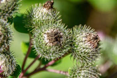 Yolun yakınındaki bir tarlada yeşil dulavrat otu.