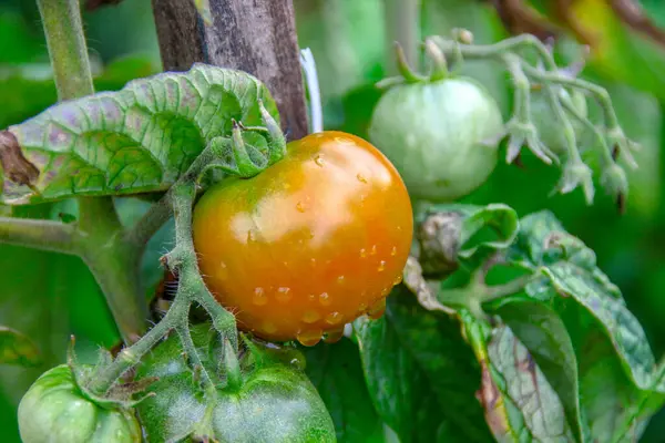 Grands Fruits Verts Délices Dans Jardin — Photo