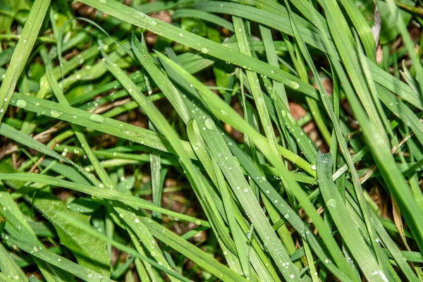 Grama Verde Com Gotas Água Chuva — Fotografia de Stock