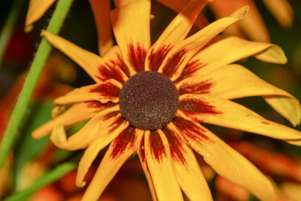 Fleur Aux Pétales Jaunes Dans Jardin Fleuri Août — Photo