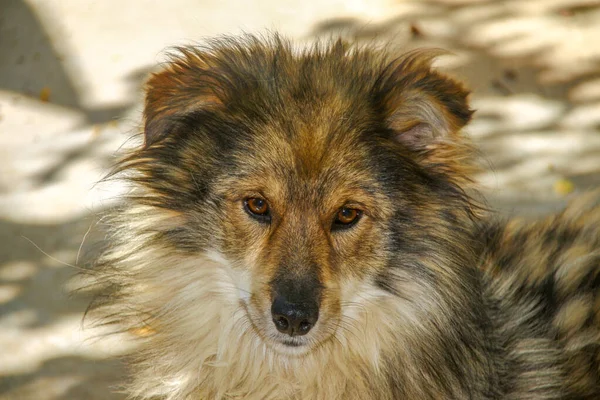 Chien Est Assis Sur Une Chaîne Près Cabane — Photo