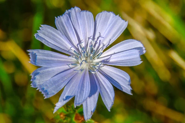 Μικρό Μπλε Μωβ Λουλούδι Στον Τομέα — Φωτογραφία Αρχείου