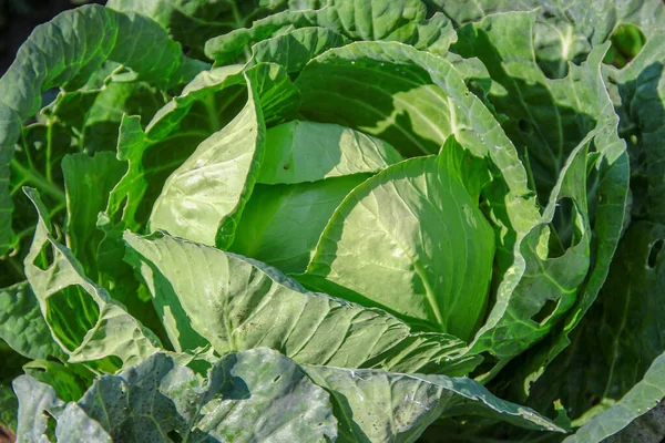 Green Cabbage Leaves Garden August Stock Picture