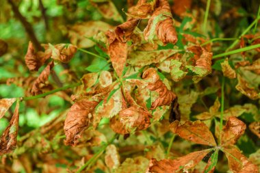 Sarı-yeşil kestane yaprakları parkta. Hastalıklı yapraklar. Ağustos.
