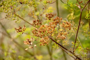 Yol kenarında çim ve çiçek. Ağustos.