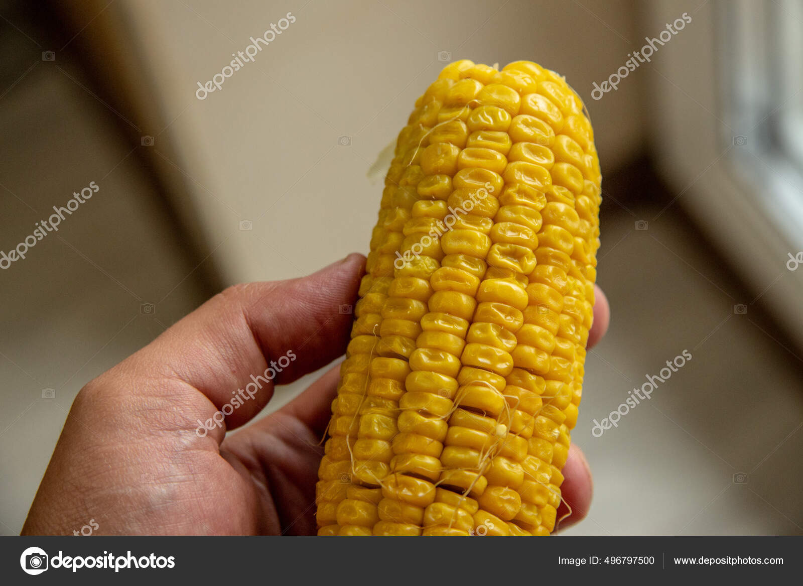 Boiled Delicious Yellow Corn Hand Stock Photo by ©Taras1540 496797500