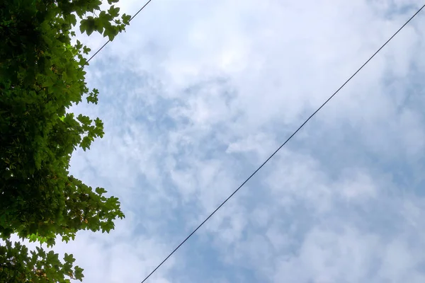 Линии Электропередач Листья Деревьев Парке Фоне Неба — стоковое фото