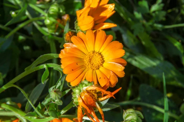 7月の庭に花弁のある美しい花 — ストック写真