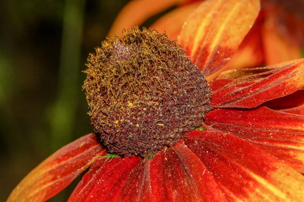 Bellissimo Fiore Con Petali Giardino Luglio — Foto Stock