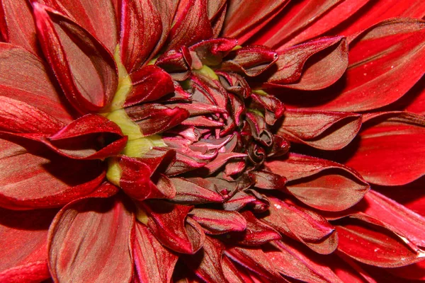 Temmuzda Bahçede Yaprakları Olan Güzel Bir Çiçek — Stok fotoğraf