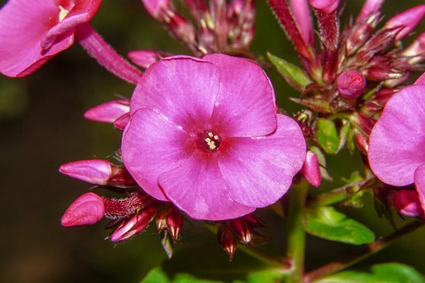 Красива Квітка Пелюстками Саду Липні — стокове фото