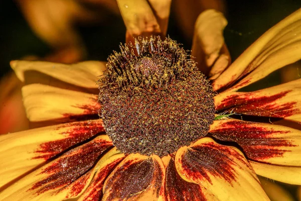 Bela Flor Com Pétalas Jardim Julho — Fotografia de Stock