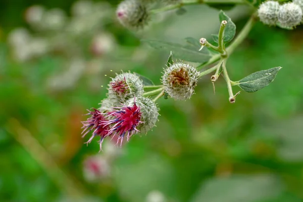 Thistle Green Grass Color Thistle Which Formed Winter Produce Seeds — Stock Photo, Image