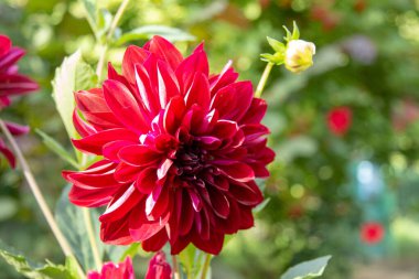 Temmuzda bahçede yaprakları olan güzel bir çiçek.