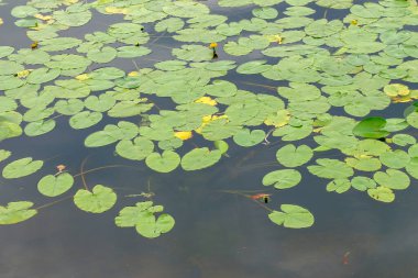 Ağustosta gölette yeşil nilüferler