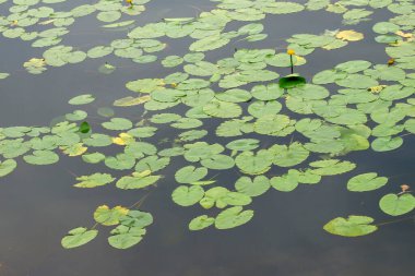 Ağustosta gölette yeşil nilüferler