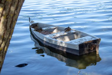 Ağustos 'ta Ternopil göletinin kıyısındaki eski küçük tekne.