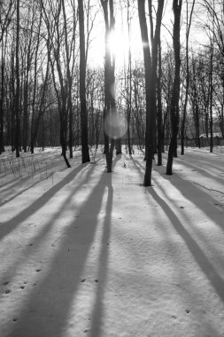 Kışın, güneşin doğuşuyla yol kenarında karlı bir orman.
