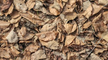 Sonbaharda yerde kuru sarı yapraklar.