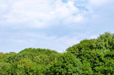 Ağustosta parktaki ağaçlar