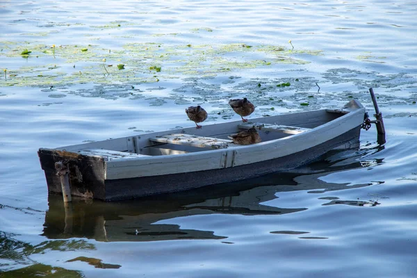 Altes Kleines Boot Ufer Des Ternopil Teiches August — Stockfoto