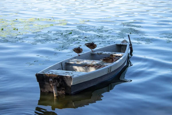 Gammal Liten Båt Vallen Ternopil Damm Augusti — Stockfoto