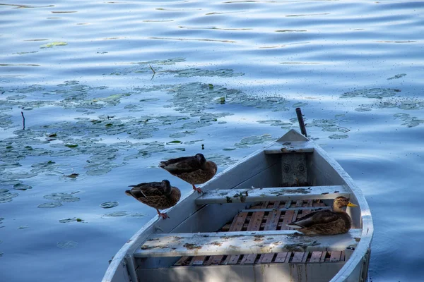 Gammal Liten Båt Vallen Ternopil Damm Augusti — Stockfoto