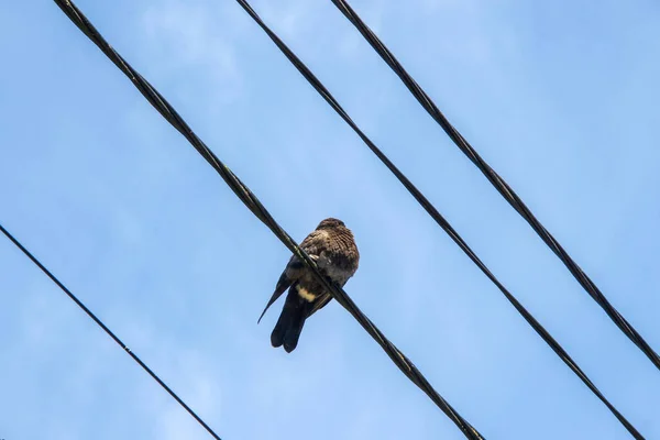 電気ケーブルの上に野生の鳩が座っている — ストック写真