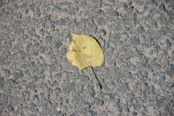 Geel Groene Bladeren Grond Augustus — Stockfoto