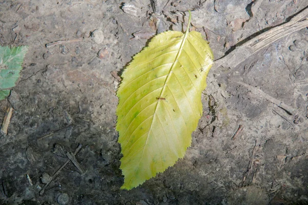 Daun Kuning Hijau Tanah Pada Bulan Agustus — Stok Foto