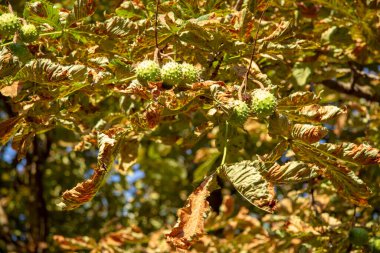 Ağustos 'ta sonbaharda sarı kestane yaprakları