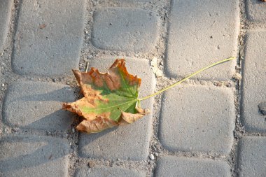 Ağustos 'ta sonbaharda sarı kestane yaprakları