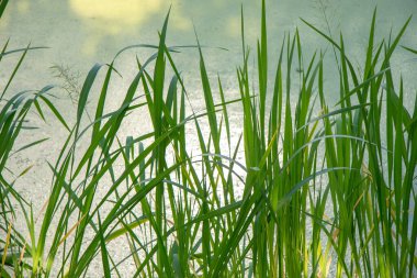 Sazlıklar ve yeşil su gölette