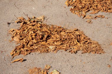 Ağustos 'ta sonbaharda sarı kestane yaprakları