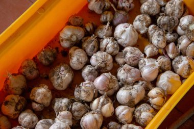 Çiftlikteki bir kutuda sarımsak