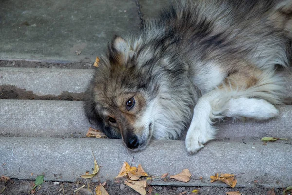 Hunden Ligger Marken Gården — Stockfoto