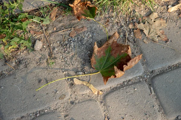 Daun Kastanye Kuning Musim Gugur Pada Bulan Agustus — Stok Foto