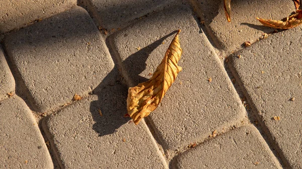 Жовте Листя Каштана Восени Серпні — стокове фото